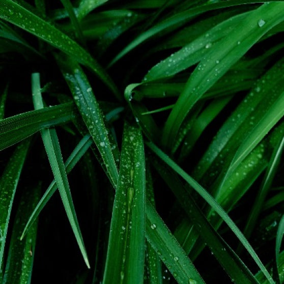 Lemongrass